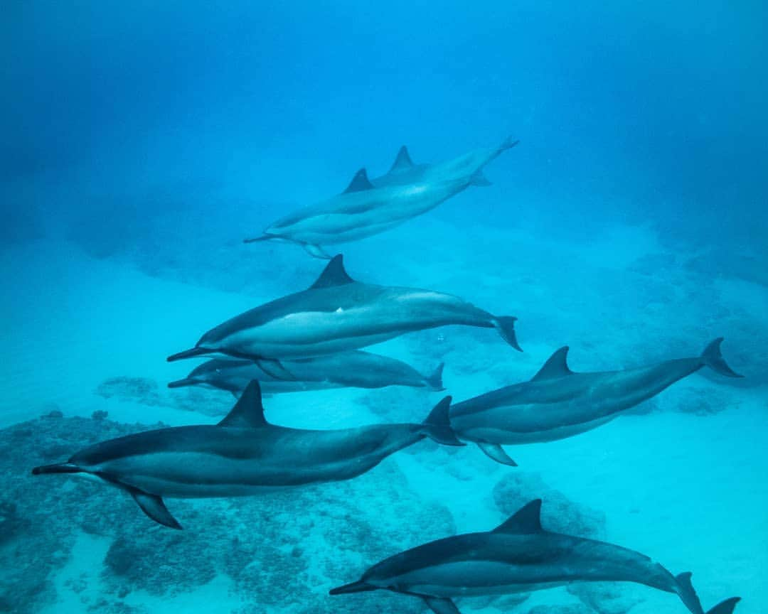 And Youさんのインスタグラム写真 - (And YouInstagram)「“The voice of the dolphin in air is like that of the human, in that they can pronounce vowels, and combinations of vowels.” – Aristotle . . . . . . . . . . . . . . #hawaiivacation #hawaii #oahu #oahutours #dolphintours #unrealhawaii #hawaiistagram #hawaiiholiday」7月1日 4時26分 - dolphinsandyou