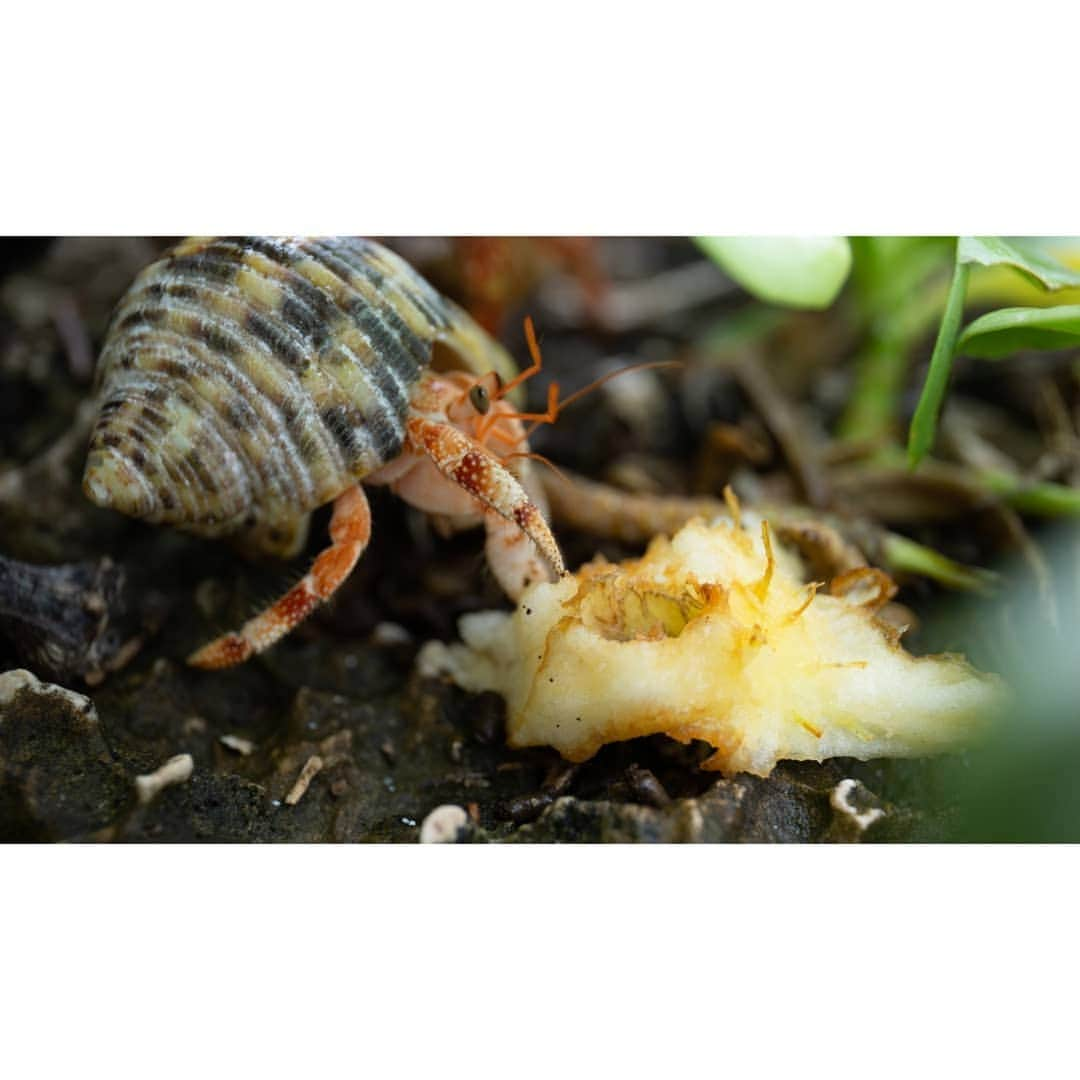 シャーロット・デュリフさんのインスタグラム写真 - (シャーロット・デュリフInstagram)「Nature in Makatea is its own arstist 🎨  Crabs, "bernard l'hermite", palm trees and flowers offer a show all day long, like this little crab eating a starfish that we spotted with @aymericclouet while on our last walk back from the cliff.  @maewanadventurebase : I couldn't tell what the most stunning wildlife in Makatea is... can you?!」7月1日 4時30分 - chadurif