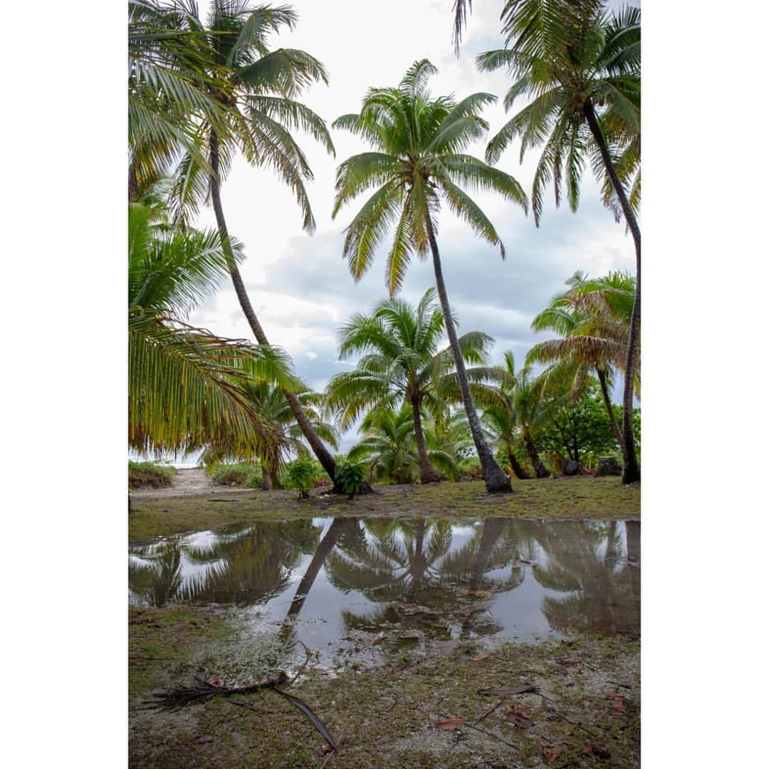 シャーロット・デュリフさんのインスタグラム写真 - (シャーロット・デュリフInstagram)「Nature in Makatea is its own arstist 🎨  Crabs, "bernard l'hermite", palm trees and flowers offer a show all day long, like this little crab eating a starfish that we spotted with @aymericclouet while on our last walk back from the cliff.  @maewanadventurebase : I couldn't tell what the most stunning wildlife in Makatea is... can you?!」7月1日 4時30分 - chadurif