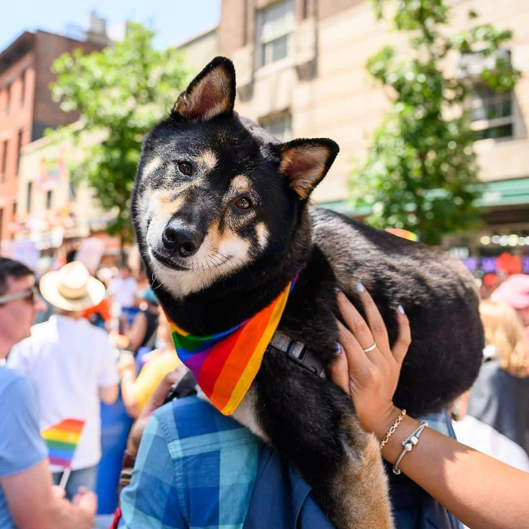 The Dogistさんのインスタグラム写真 - (The DogistInstagram)「Leo, Shiba Inu (3 y/o), NYC Pride March, New York, NY • “He likes cheese.”」7月1日 5時06分 - thedogist