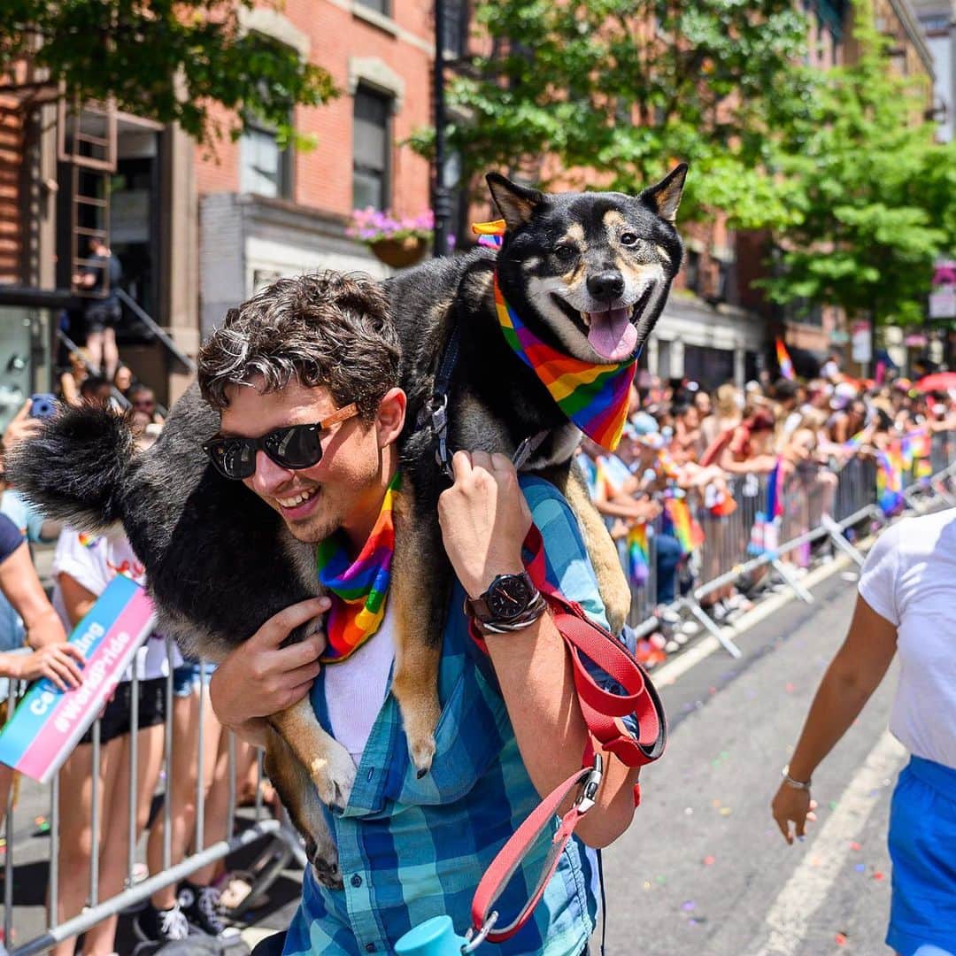 The Dogistさんのインスタグラム写真 - (The DogistInstagram)「Leo, Shiba Inu (3 y/o), NYC Pride March, New York, NY • “He likes cheese.”」7月1日 5時06分 - thedogist