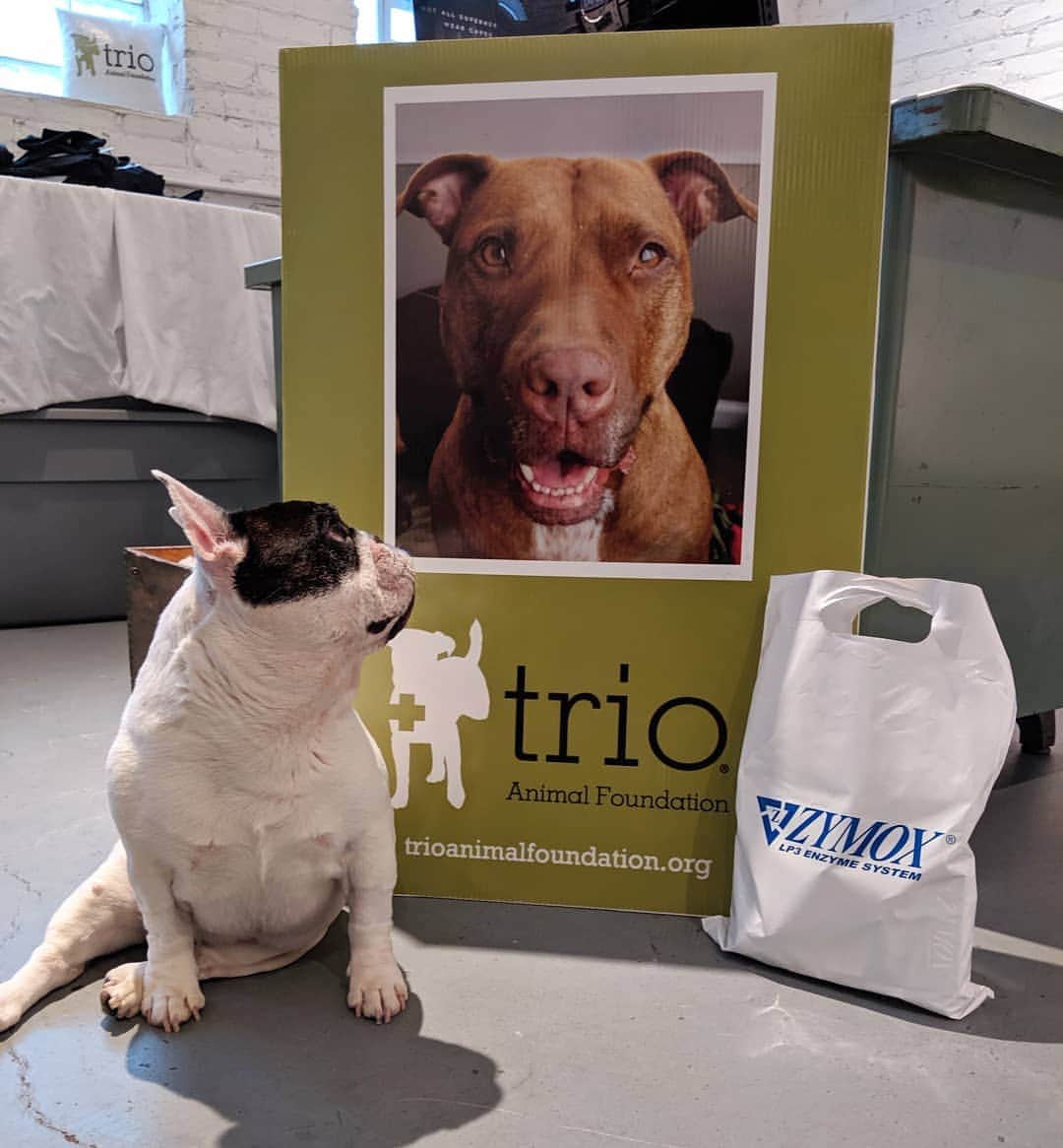 Manny The Frenchieのインスタグラム：「Went to drop donations from our friends @zymox_official to another local rescue today. This special guy inspired his human to start a rescue named after him! Check out my live video for the story on @trio.animal.foundation! ♥️」