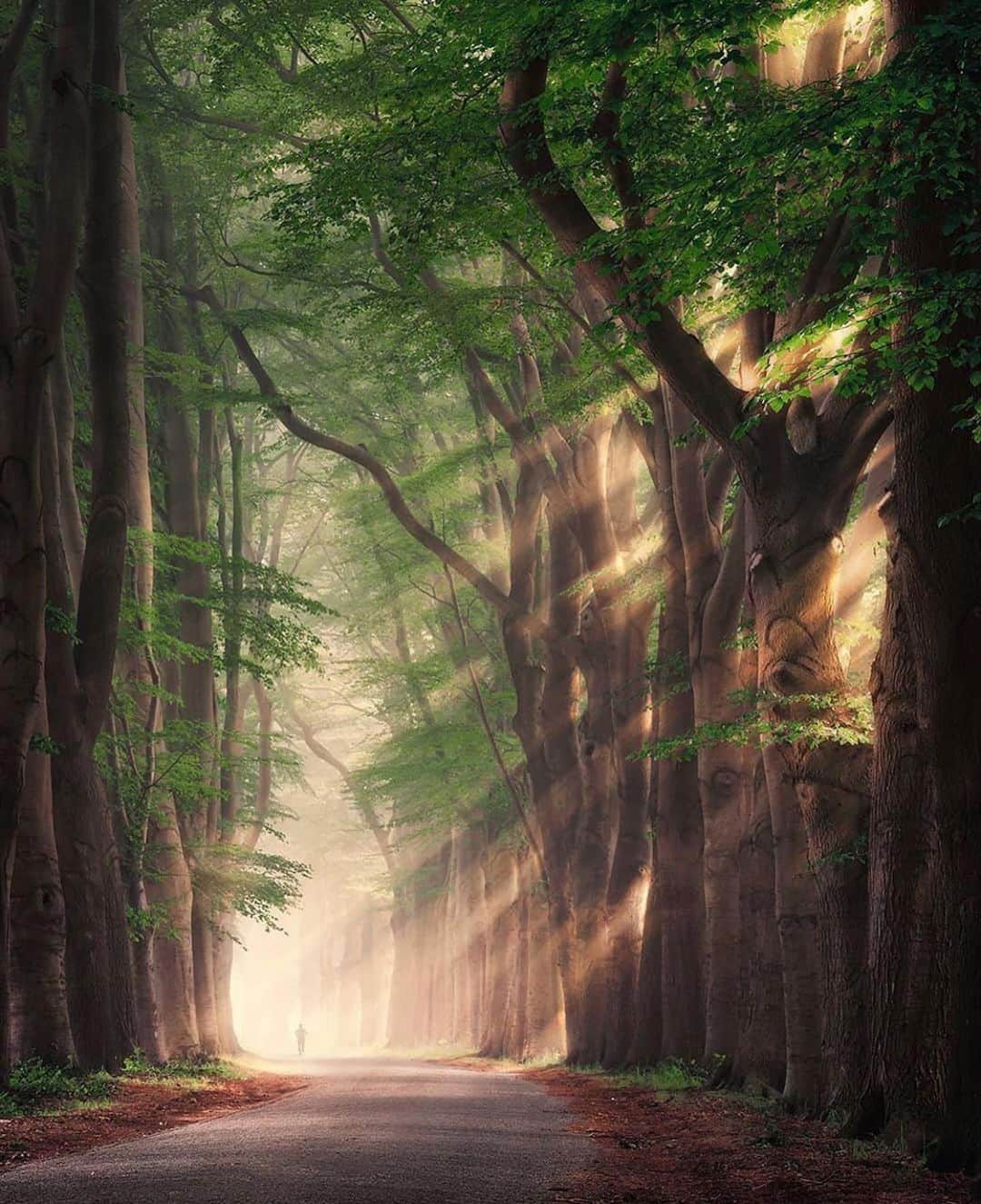 WildLifeのインスタグラム：「@plant28trees plant 1 tree for every 10 followers! So follow them and save lives 🌳 💙 Share this post with a friend to grow more Likes – and we’ll “Reforest the planet” / photo by @rob_visser_photography」