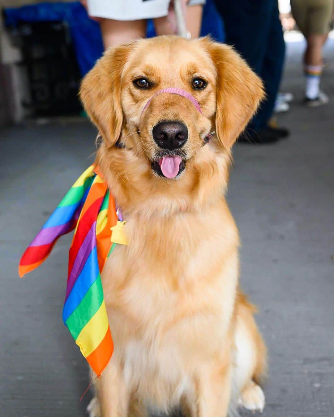 The Dogistさんのインスタグラム写真 - (The DogistInstagram)「Kennedy, Golden Retriever (2 y/o), NYC Pride March, New York, NY • “She loves shredding paper.”」7月1日 6時05分 - thedogist