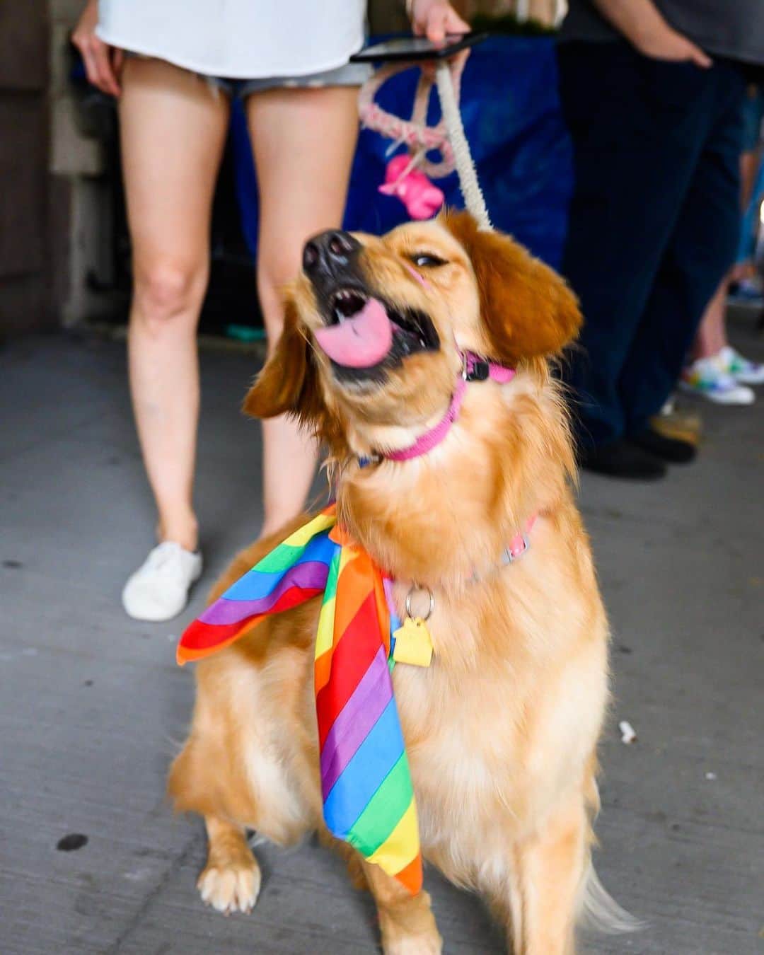 The Dogistさんのインスタグラム写真 - (The DogistInstagram)「Kennedy, Golden Retriever (2 y/o), NYC Pride March, New York, NY • “She loves shredding paper.”」7月1日 6時05分 - thedogist