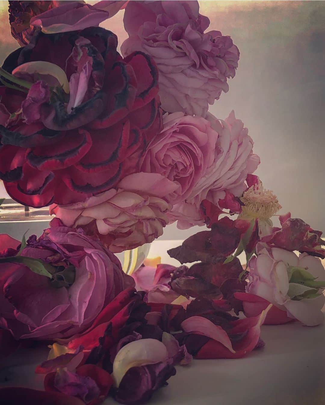 ニック・ナイトさんのインスタグラム写真 - (ニック・ナイトInstagram)「Roses from my garden. Sunday 30th June 2019 .」7月1日 6時06分 - nick_knight