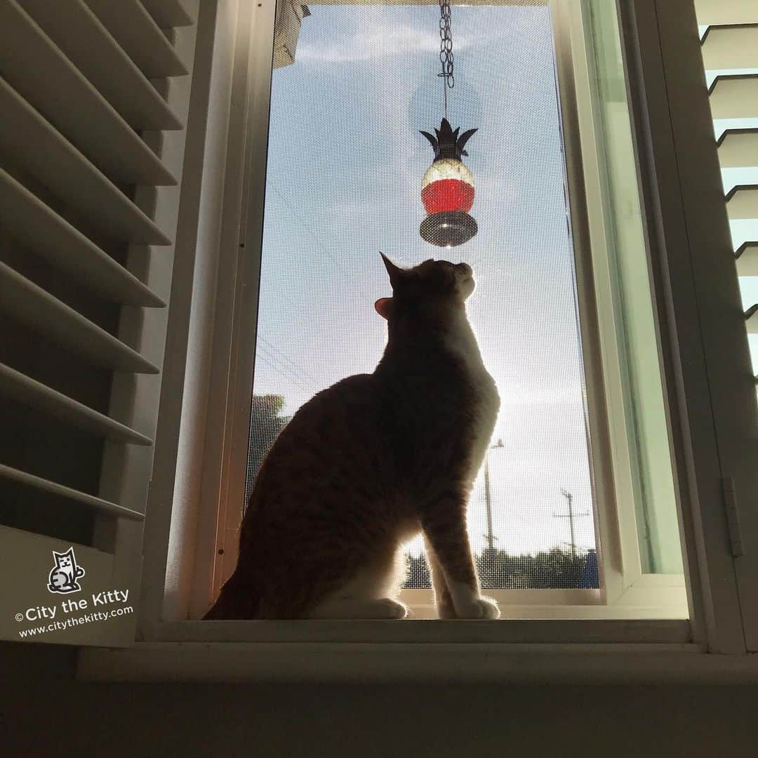 City the Kittyさんのインスタグラム写真 - (City the KittyInstagram)「Bird watching.  #pawsneedclaws #birdwatcher」7月1日 6時25分 - citythekitty