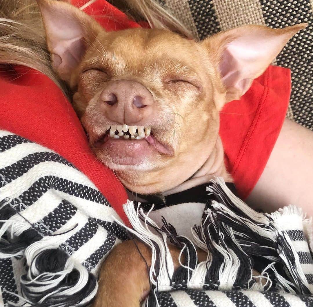 Tuna {breed:chiweenie} さんのインスタグラム写真 - (Tuna {breed:chiweenie} Instagram)「What he learned from today:  bug bites are rude, and snuggles are sweet. Amen」7月1日 6時36分 - tunameltsmyheart