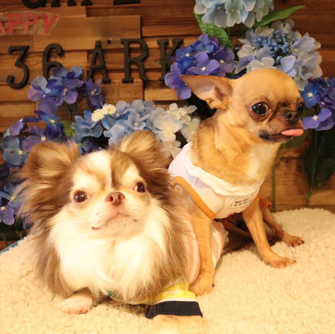 kayoのインスタグラム：「* * ぼんさん らいちんにビビってるのに上に乗ってる😂 * * みんなでランチ美味しかったね☺️💗💗 * * らいちん💗らむねん💗しゅしゅ💗ぼんさん * * #chihuahua#chihuahualove#dogstgram#dog#instadog#チワワ#チワワ大好き * *」