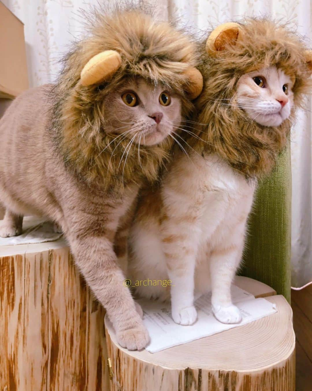 じゅらのインスタグラム：「✩ 2019🦁👑Julion&Raruion ・ Ameba▶️https://ameblo.jp/archange-juraru YouTube▶️_archange_jura_ Twitter▶️ @jura_archange_ ・ #cats_of_instagram @cats_of_instagram  #instagood#catloversclub#petstagram#cutecatclub#ScottishFold#britishshorthair#catstagram#catoftheday#catsofinstagram#catsofworld#a_world_of_cats#instacats#cuteanimals#topcatphoto#instacat_meows#고양이#adorable#lioncat#lion#babycat#猫#スコティッシュフォールド#ブリティッシュショートヘア#クリームタビー#旅猫#猫ライオン#ライオン猫#loveislove#instalove」