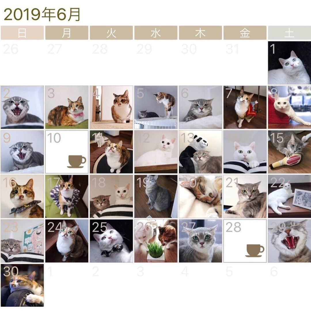 marikill66さんのインスタグラム写真 - (marikill66Instagram)「6️⃣🗓🐱🐱🐱💠 * #2019年6月 #インスタカレンダー #cat #catstagram #catsofinstagram #catoftheday #instacat #vsco #marikill66 #marikill66_2019 #marikill66_06」7月1日 6時47分 - marikill66