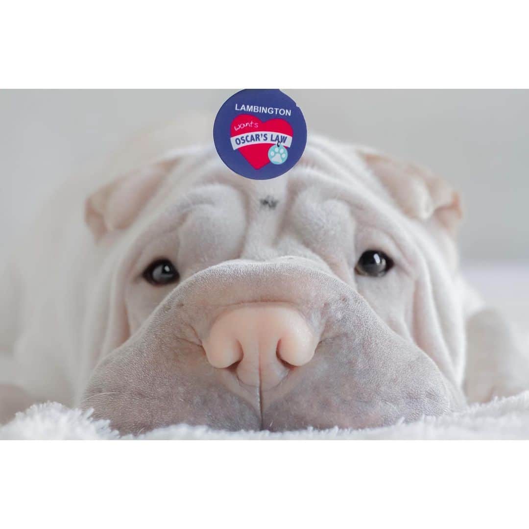 annie&pADdinGtoNさんのインスタグラム写真 - (annie&pADdinGtoNInstagram)「Update your pet's details with an #OscarsLaw Fundraiser ID Tag from @idpetaustralia and help fight animal cruelty and puppy farms ♥️ #idpet #oscarslaw #dog #dogs #lambington #sharpei #sharpeisofinstagram #dogsofinstagram #love #instagood #weeklyfluff #iloveyoutothemoonandback」7月1日 7時04分 - anniepaddington