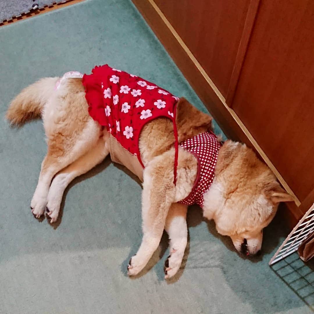 柴子さんのインスタグラム写真 - (柴子Instagram)「おはようございます。 柴子(仮名)さん、ちょいと舌出過ぎですよ(*^^*) 起きてお散歩行くよ〜！ #柴犬　#shibainu #shibastagram」7月1日 7時19分 - senogawadogs