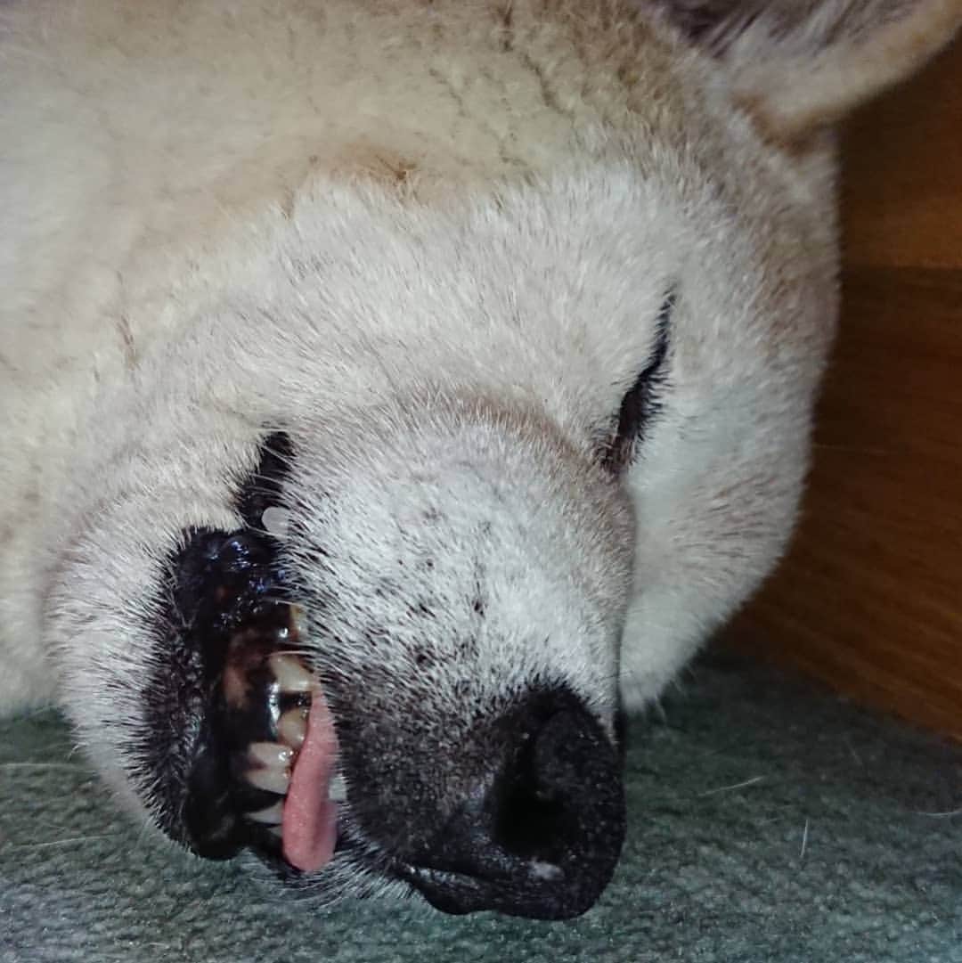 柴子さんのインスタグラム写真 - (柴子Instagram)「おはようございます。 柴子(仮名)さん、ちょいと舌出過ぎですよ(*^^*) 起きてお散歩行くよ〜！ #柴犬　#shibainu #shibastagram」7月1日 7時19分 - senogawadogs