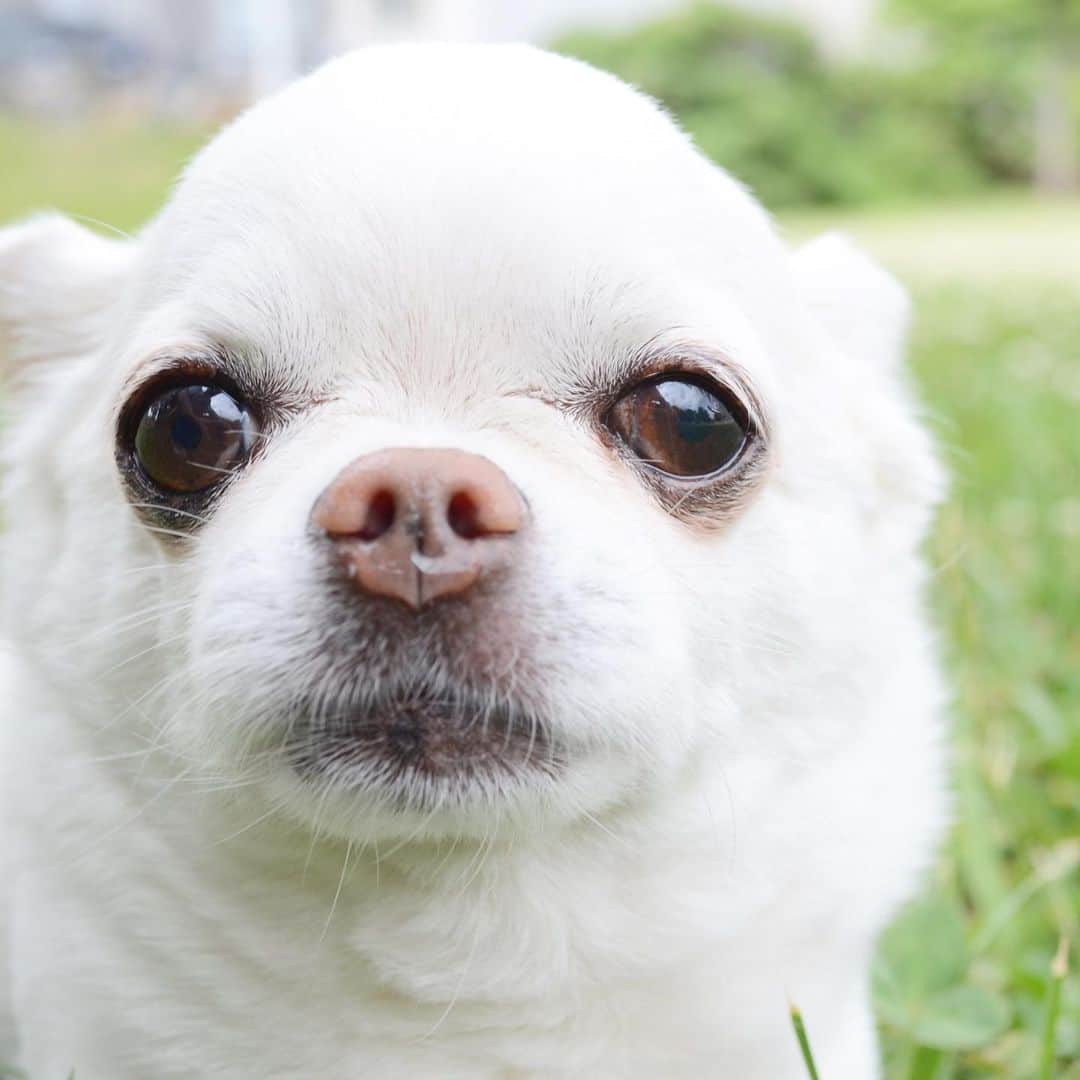 KORIKIのインスタグラム：「おはようございます♪ * #シロクマ #dogofsapporo #dog, #dogs, #dogstagram,#chihuahua,#犬バカ部,#チワワ,#koriki, #hanadog #白スムチ連合会, #スムチー,  #dogofthedayjp, #dogoftheday  #ilovemydog #instadog #instapet #WhiteChihuahua  #吉娃娃 #치와와  #dogsofinstagram #Chihuahualover  #チワワの輪 #barkbox #WhiteChihuahuaParty #もふもふモフモフ」