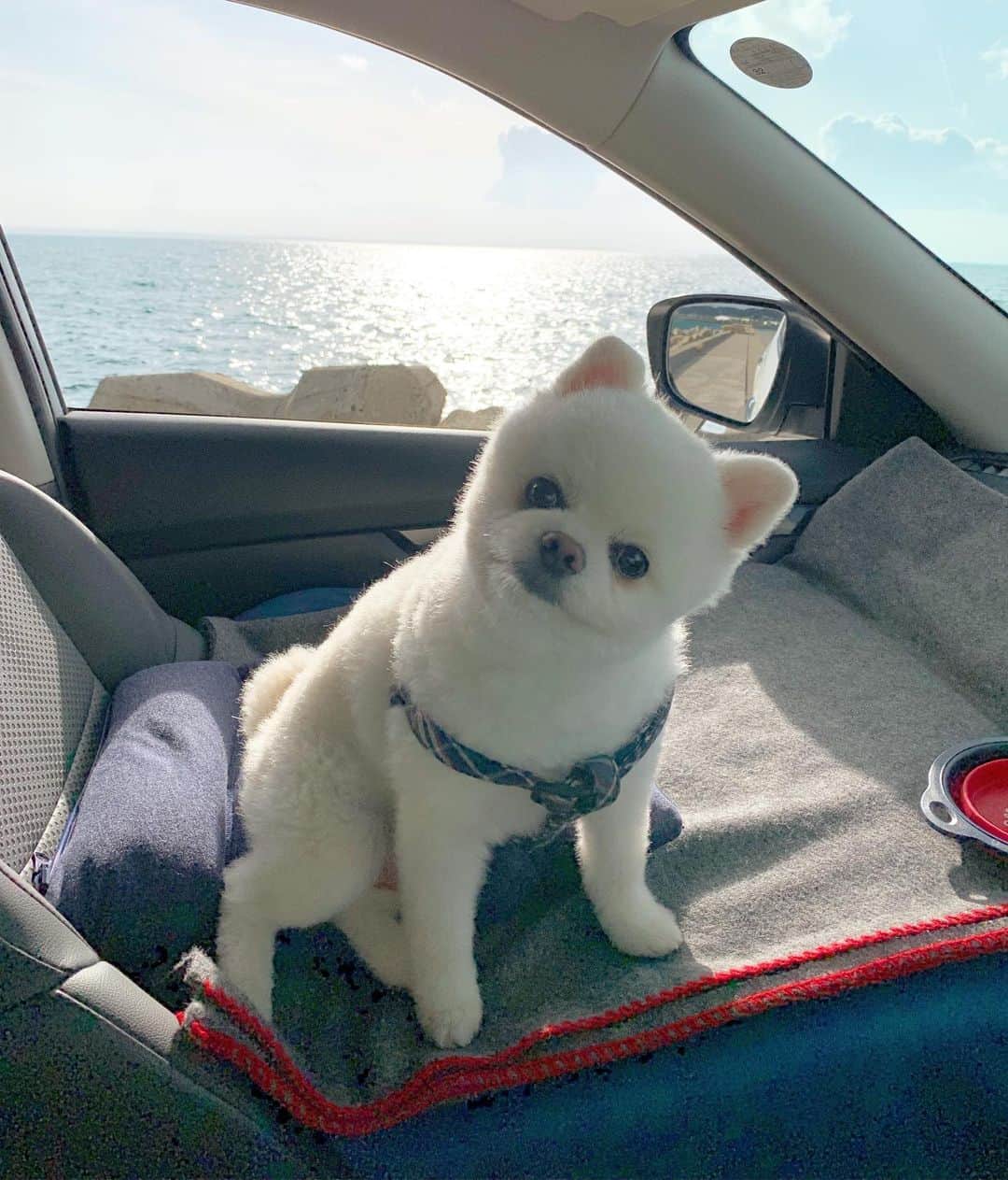 のインスタグラム：「やっほい❣️セブンテンバーもよろちくでござるよ〜🌊🐳🐶🐬✨ #今月もよろしくお願いします #7月 #英検25級 #ポメリズム #ポメラニアン #白ポメ #pomeranian」