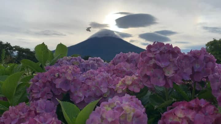 phantastic420のインスタグラム：「. 🤩🤩“Shizuoka” prefecture in Japan is a place where you can see the most “phantastic” Mt. Fuji🗻 in the world.🤩 #富士山 #mtfuji #japan #shizuoka #fujinomiya  #phantastic420photography #mostphantasticmtfuji #selamatpagi  #goodmorning  #おはようございます 😇😇😇😇😇😇😇🗻😇😇 何か飛んできます🦋😋」