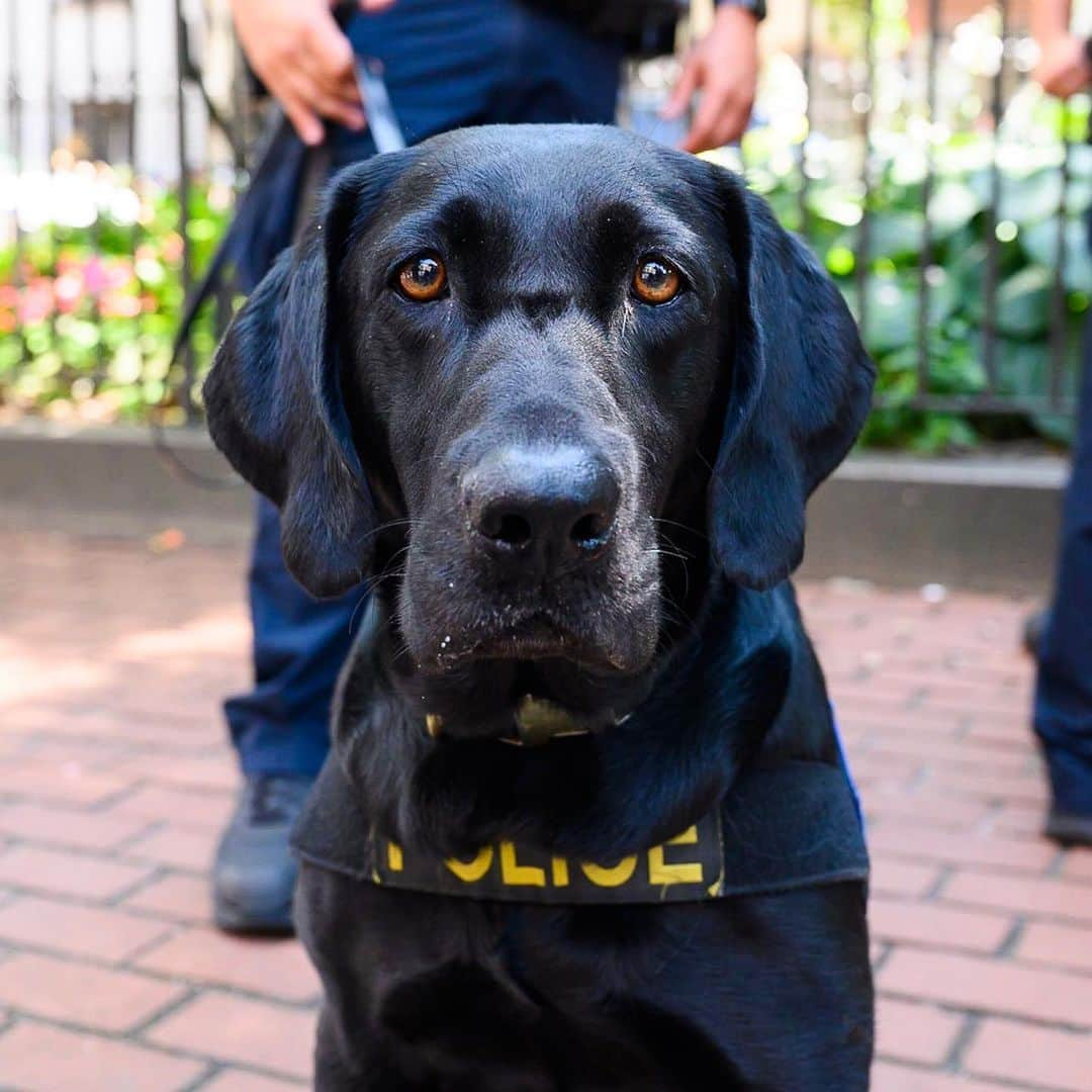 The Dogistさんのインスタグラム写真 - (The DogistInstagram)「Tony, Labrador Retriever (4 y/o), Stonewall Inn - NYC Pride March, New York, NY • “She’s a Vapor Wake explosives detection dog.” @nypdct」7月1日 7時59分 - thedogist