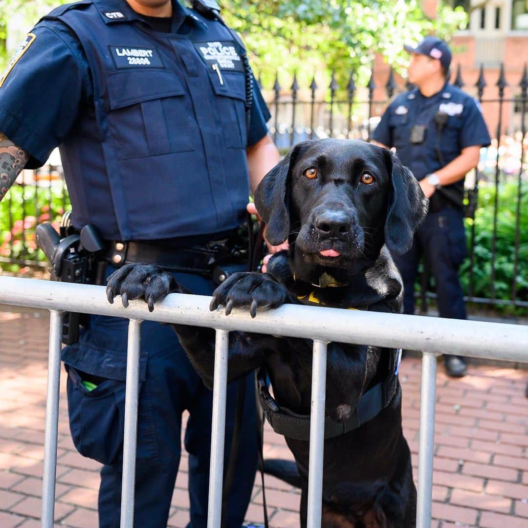 The Dogistさんのインスタグラム写真 - (The DogistInstagram)「Tony, Labrador Retriever (4 y/o), Stonewall Inn - NYC Pride March, New York, NY • “She’s a Vapor Wake explosives detection dog.” @nypdct」7月1日 7時59分 - thedogist