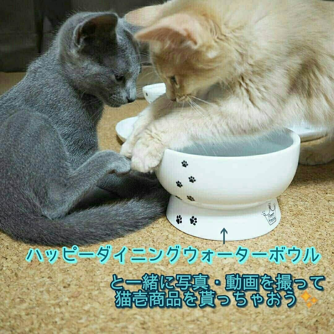 猫壱（ねこいち•ネコイチ）のインスタグラム