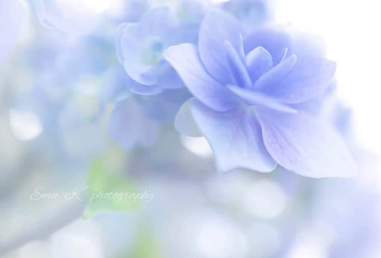 はなまっぷ❁日本の花風景さんのインスタグラム写真 - (はなまっぷ❁日本の花風景Instagram)「💠☔️はなまっぷの紫陽花まつり☔️💠 * @cosmos_skydog さんの 紫陽花に花まるを💮 * 梅雨を彩る素敵な紫陽花をありがとうございます😊💠 * 奈良  #般若寺 Hannyaji Temple, Nara Pref. * 💠アジサイの花言葉💠 家族団らん、仲良し * ☔️•••💠•••🌈•••🐸•••🌈•••💠•••☔️ * 💠紫陽花まつり概要💠 * 期間:〜6/30頃まで ➡️7/7(日)まで延長します * タグ:#はなまっぷ イベント用タグはありません * #はなまっぷ  のタグの中から、紫陽花のお写真をどんどんご紹介させていただきます。期間中はランダムに、複数枚投稿でもご紹介させていただく場合がございます。 * #紫陽花#アジサイ#あじさい#日本#梅雨#花#コスモス#秋桜 * ☔️•••💠•••🌈•••🐌•••🌈•••💠•••☔️ *」7月1日 8時07分 - hanamap