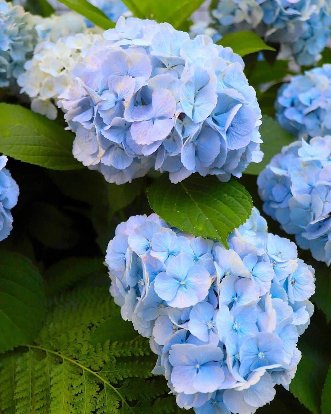 東急電鉄さんのインスタグラム写真 - (東急電鉄Instagram)「. Vibrant, lush, fresh summer hydrangeas are blooming all along the Tokyu Oimachi Line, between Togoshi-Koen and Nakanobu stations. How’s about a little ride along the Tokyu Oimachi Line to see how many kinds of hydrangeas you can spot? Note, full bloom will vary depending on when you visit. (Tokyu Oimachi Line/Togoshi-Koen/Nakanobu Station) . #hydrangeas #hydrangeawreath #flower #flowerstagram #japan #japantrip #japantravel #ig_japan #photo_jpn #japan_of_insta #amazing #art_of_japan #japan_daytime_view #japantrip #travelstagram #lovers_nippon #japanholiday #일본 #tokyuline #あじさい #紫陽花 #수국」7月1日 8時12分 - tokyu_railways