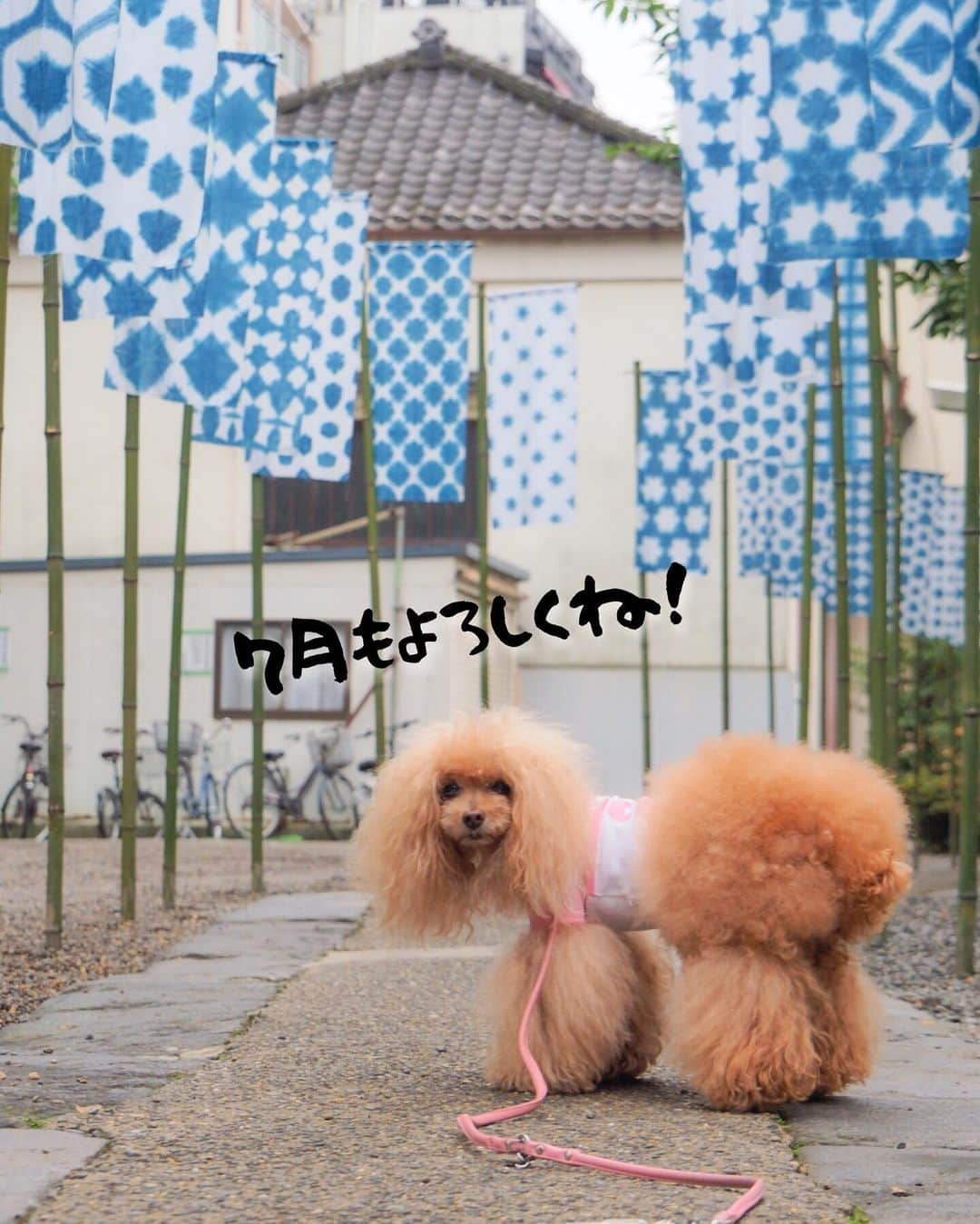 Toypoodle Mikuru?Asakusa Tokyoさんのインスタグラム写真 - (Toypoodle Mikuru?Asakusa TokyoInstagram)「20190701 Monday. Good morning! Friends 💕 今日から7月💪🏻 イケイケオーラビンビンでよろしくねッ😆 . ❶ 浅草神社 夏詣 ❷ 集合写真だよ！ ❸ ペコママのうまうまタイム🥰 ❹ へららん ❺ 被官稲荷神社前にて . 雨予報で☔️お散歩できないと思たけど なんとか あさんぽできました👏🏻 帰りは少し降り出したので 傘さし☂️抱っこで裏から帰りました😅 . はやく梅雨明けしないかなぁ 7月も月曜日からよろしくねッ😆😆😆 . #浅草神社 #夏詣 #被官稲荷神社」7月1日 8時15分 - purapura299