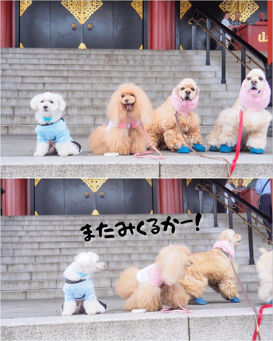 Toypoodle Mikuru?Asakusa Tokyoさんのインスタグラム写真 - (Toypoodle Mikuru?Asakusa TokyoInstagram)「20190701 Monday. Good morning! Friends 💕 今日から7月💪🏻 イケイケオーラビンビンでよろしくねッ😆 . ❶ 浅草神社 夏詣 ❷ 集合写真だよ！ ❸ ペコママのうまうまタイム🥰 ❹ へららん ❺ 被官稲荷神社前にて . 雨予報で☔️お散歩できないと思たけど なんとか あさんぽできました👏🏻 帰りは少し降り出したので 傘さし☂️抱っこで裏から帰りました😅 . はやく梅雨明けしないかなぁ 7月も月曜日からよろしくねッ😆😆😆 . #浅草神社 #夏詣 #被官稲荷神社」7月1日 8時15分 - purapura299