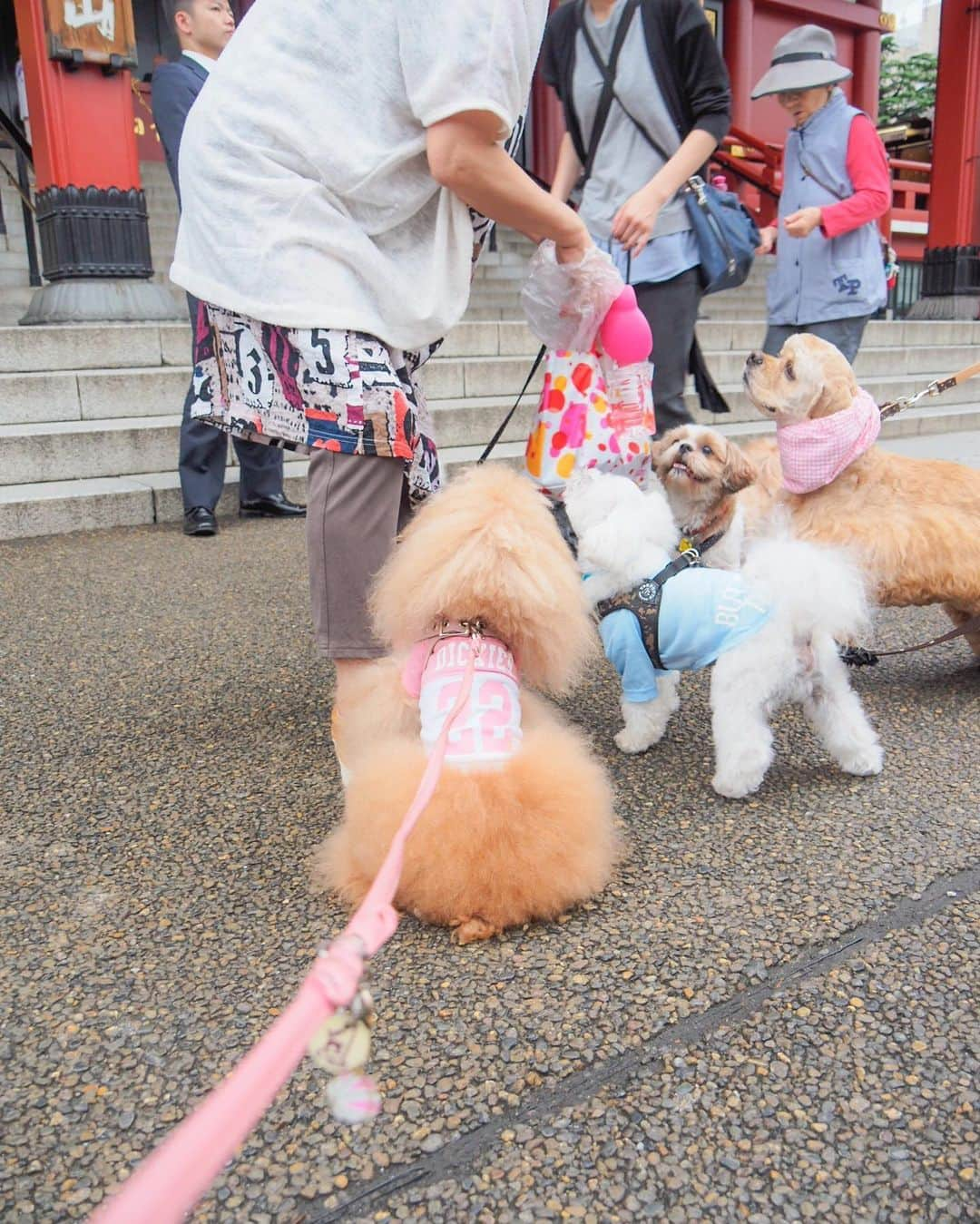 Toypoodle Mikuru?Asakusa Tokyoさんのインスタグラム写真 - (Toypoodle Mikuru?Asakusa TokyoInstagram)「20190701 Monday. Good morning! Friends 💕 今日から7月💪🏻 イケイケオーラビンビンでよろしくねッ😆 . ❶ 浅草神社 夏詣 ❷ 集合写真だよ！ ❸ ペコママのうまうまタイム🥰 ❹ へららん ❺ 被官稲荷神社前にて . 雨予報で☔️お散歩できないと思たけど なんとか あさんぽできました👏🏻 帰りは少し降り出したので 傘さし☂️抱っこで裏から帰りました😅 . はやく梅雨明けしないかなぁ 7月も月曜日からよろしくねッ😆😆😆 . #浅草神社 #夏詣 #被官稲荷神社」7月1日 8時15分 - purapura299