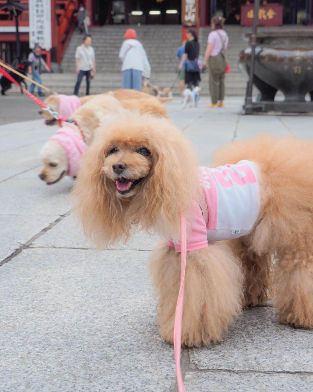 Toypoodle Mikuru?Asakusa Tokyoさんのインスタグラム写真 - (Toypoodle Mikuru?Asakusa TokyoInstagram)「20190701 Monday. Good morning! Friends 💕 今日から7月💪🏻 イケイケオーラビンビンでよろしくねッ😆 . ❶ 浅草神社 夏詣 ❷ 集合写真だよ！ ❸ ペコママのうまうまタイム🥰 ❹ へららん ❺ 被官稲荷神社前にて . 雨予報で☔️お散歩できないと思たけど なんとか あさんぽできました👏🏻 帰りは少し降り出したので 傘さし☂️抱っこで裏から帰りました😅 . はやく梅雨明けしないかなぁ 7月も月曜日からよろしくねッ😆😆😆 . #浅草神社 #夏詣 #被官稲荷神社」7月1日 8時15分 - purapura299