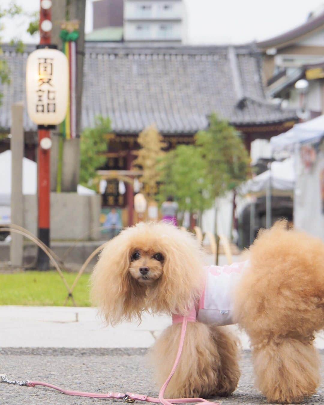 Toypoodle Mikuru?Asakusa Tokyoのインスタグラム：「20190701 Monday. Good morning! Friends 💕 今日から7月💪🏻 イケイケオーラビンビンでよろしくねッ😆 . ❶ 浅草神社 夏詣 ❷ 集合写真だよ！ ❸ ペコママのうまうまタイム🥰 ❹ へららん ❺ 被官稲荷神社前にて . 雨予報で☔️お散歩できないと思たけど なんとか あさんぽできました👏🏻 帰りは少し降り出したので 傘さし☂️抱っこで裏から帰りました😅 . はやく梅雨明けしないかなぁ 7月も月曜日からよろしくねッ😆😆😆 . #浅草神社 #夏詣 #被官稲荷神社」