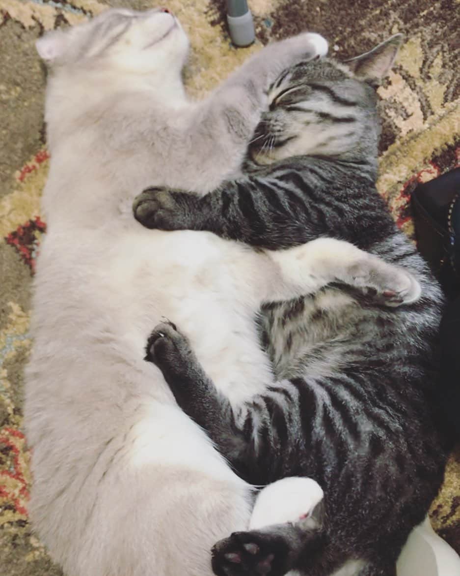 辻本祐樹さんのインスタグラム写真 - (辻本祐樹Instagram)「はい。  仲良しね。  #cat  #catsofinstagram  #猫 #ねこ  #ねこすたぐらむ #cute #love #辻本祐樹 #猫好き」7月1日 8時46分 - tsujimotoyuuki