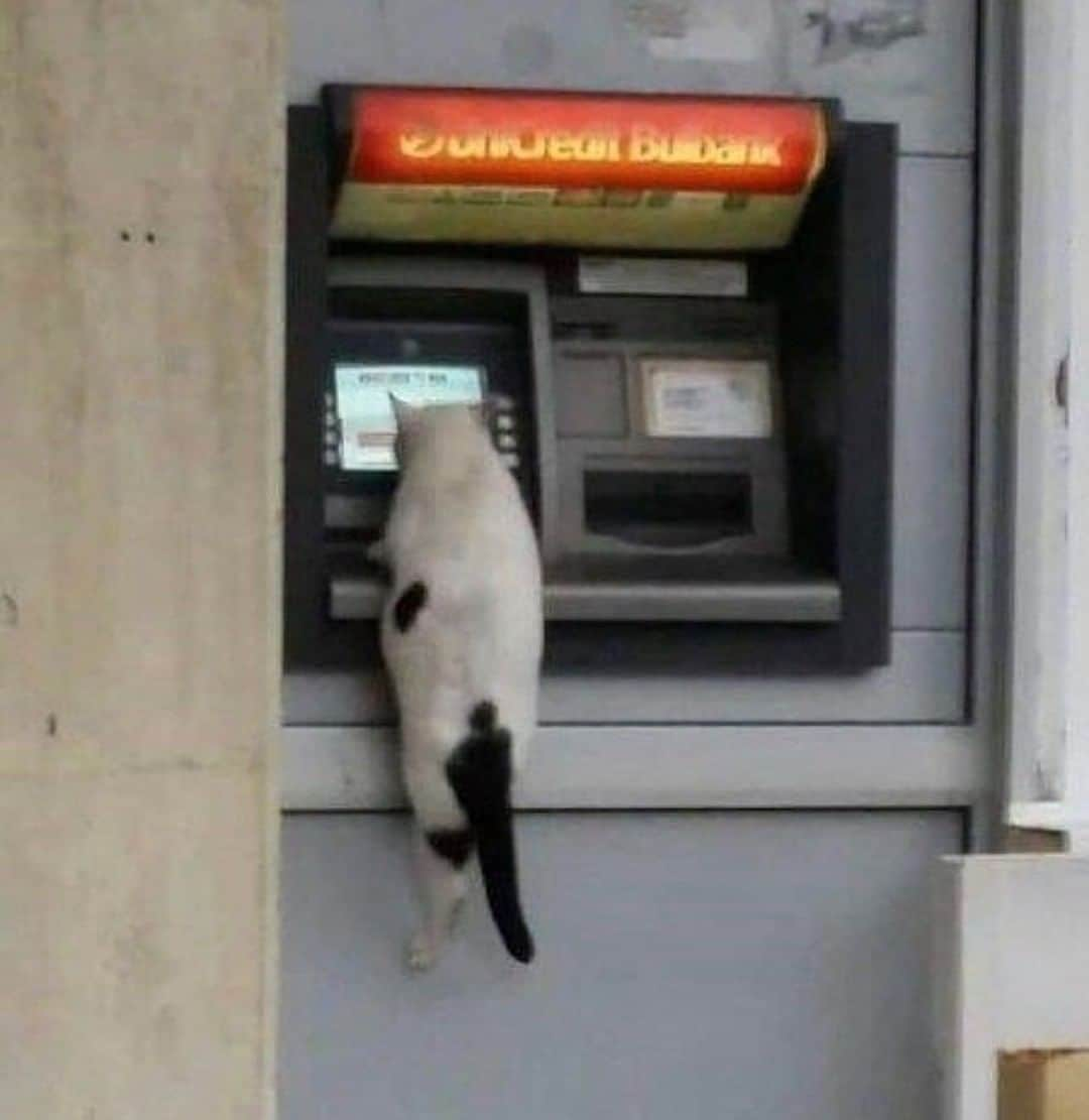 9GAGさんのインスタグラム写真 - (9GAGInstagram)「Nothing to see here. Just making a depawsit⠀ @meowed #cat #atm」7月1日 9時00分 - 9gag