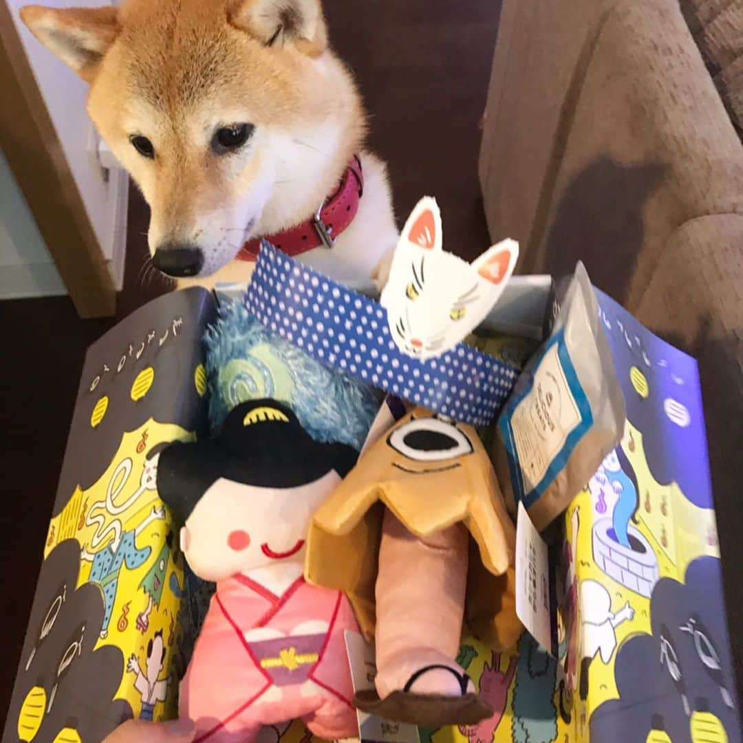 柴犬ハル&保護犬すずさんのインスタグラム写真 - (柴犬ハル&保護犬すずInstagram)「👻🦊 . 「おはようございます。 ヤギの姿をした犬に似たキツネでth」 . #1匹で3役 #あまちゃんにも見える笑 #今月のpecobox #可愛いオバケたちが入ってました❤️ #毎月届くからハルすずも嬉しそう！ . #柴犬#柴#kagoshima#dog#puppy#shibainu#shibastagram#いぬバカ部#family#鹿児島#赤柴#雑種#天文館#日本犬#保護犬を家族に#pecobox#peco」7月1日 9時10分 - haruharu040777