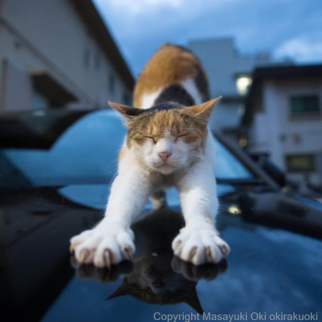 Masayukiさんのインスタグラム写真 - (MasayukiInstagram)「ほねのびび。  おはようございます。 Good morning from Tokyo Japan 🐌🐌🐌 #cat #ねこ」7月1日 9時10分 - okirakuoki