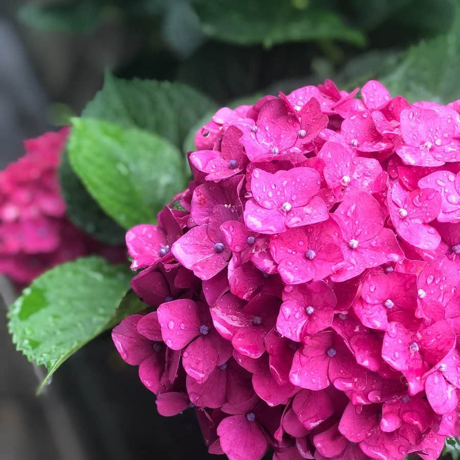 青木英李さんのインスタグラム写真 - (青木英李Instagram)「いつもの紫陽花 雨の日には眼が覚めるほど華やかに、美しく。 置かれた場所で咲き誇る。 ・ 雨の楽しみを探す朝、お仕事行ってきまーす☺︎ ・ ・ #梅雨 #紫陽花 #恵みの雨」7月1日 9時40分 - eriaoki_official