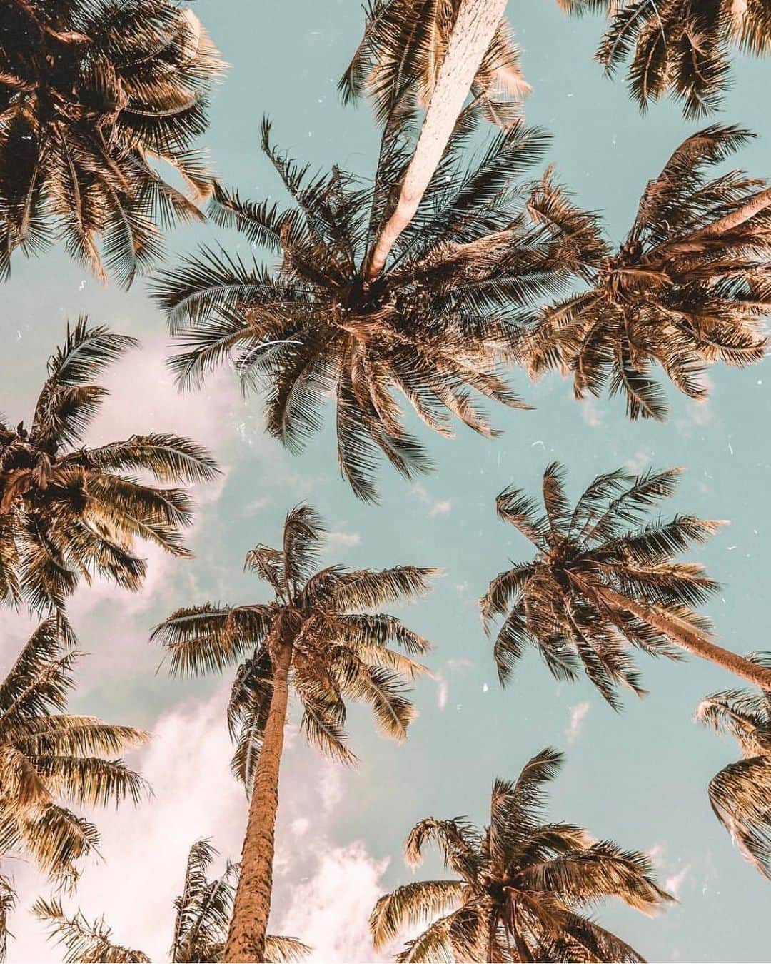 Anthropologieさんのインスタグラム写真 - (AnthropologieInstagram)「Paradise in the palm of your hand 🌴 Photo via @saltyluxe」7月1日 10時01分 - anthropologie