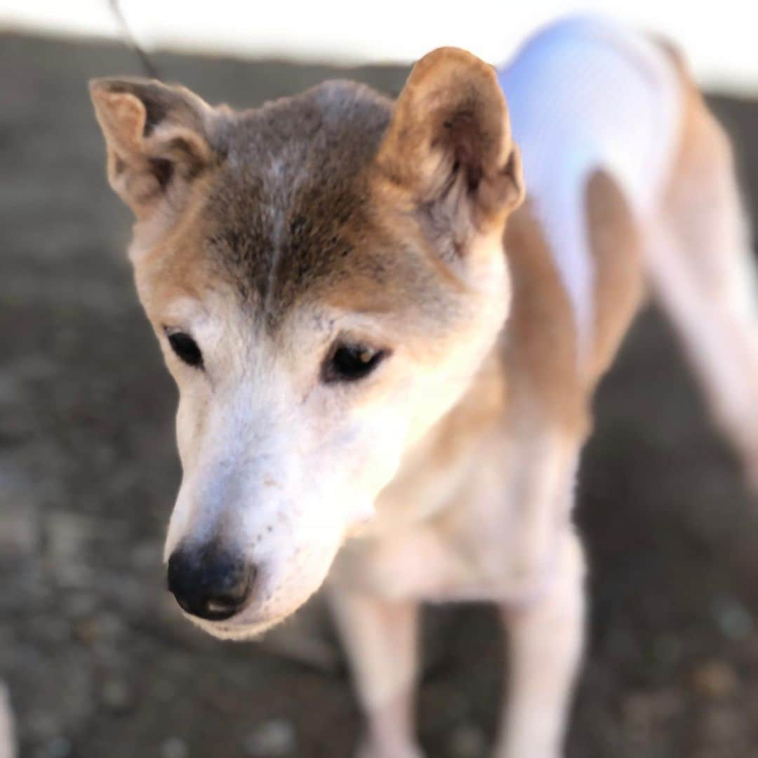 Rylaiさんのインスタグラム写真 - (RylaiInstagram)「Archer update: Archie joined us today as he is still healing from his recent intestinal tumor removal.  Of course, as is typical for Archie, he had to check out the grading work done by the boys yesterday! Well, thank god he approved!!!!@ocean_lovr . Archer is a New Guinea Singing dog rescued by Amy and Dave. They adopted him at the age of 10.... he is now 13 going on 14.  Archer is absolutely stunning with his beautiful tan coat and angulated Singer face!  His favorite things are sleeping on the bed in the sunlight during the day, sleeping on the bed under the covers during the night, yelling at the boys, peeing on all surfaces, letting out a very bizarre scream that scares everyone to death, and chicken from his favorite restaurant (that turned us down for a donation for our Grand Opening, so we don’t give them free PR anymore - and the boys and Archie are devastated at being rejected.... . We absolutely adore this very special dog.... there aren’t many like him out there. His sister lived her life at the San Diego zoo @sandiegozoo and had a few conservation litters... one of which was the boy’s father, Huli.... . The Singing dog community is such a small group of those that love and appreciate these primitive and rare dogs. At the #jabcecc we are concerned about losing these precious living fossils and work to educate people about why they are so darn special.  We haven’t met a person who has met one that hasn’t fallen in love with them!! . Please send your healing love to Archie, so he may continue to heal!! . #ngsd #newguineasingingdog #singers #archer #archie #primitivedog #livingfossil #dingo #education #interaction #jabcecc #sandiegogram #sandiego #socal #dogs #dogsofig #dogsofinstagram #dog #doggo #lovedogs #animalloverrs #animalco」7月1日 10時15分 - jabcecc