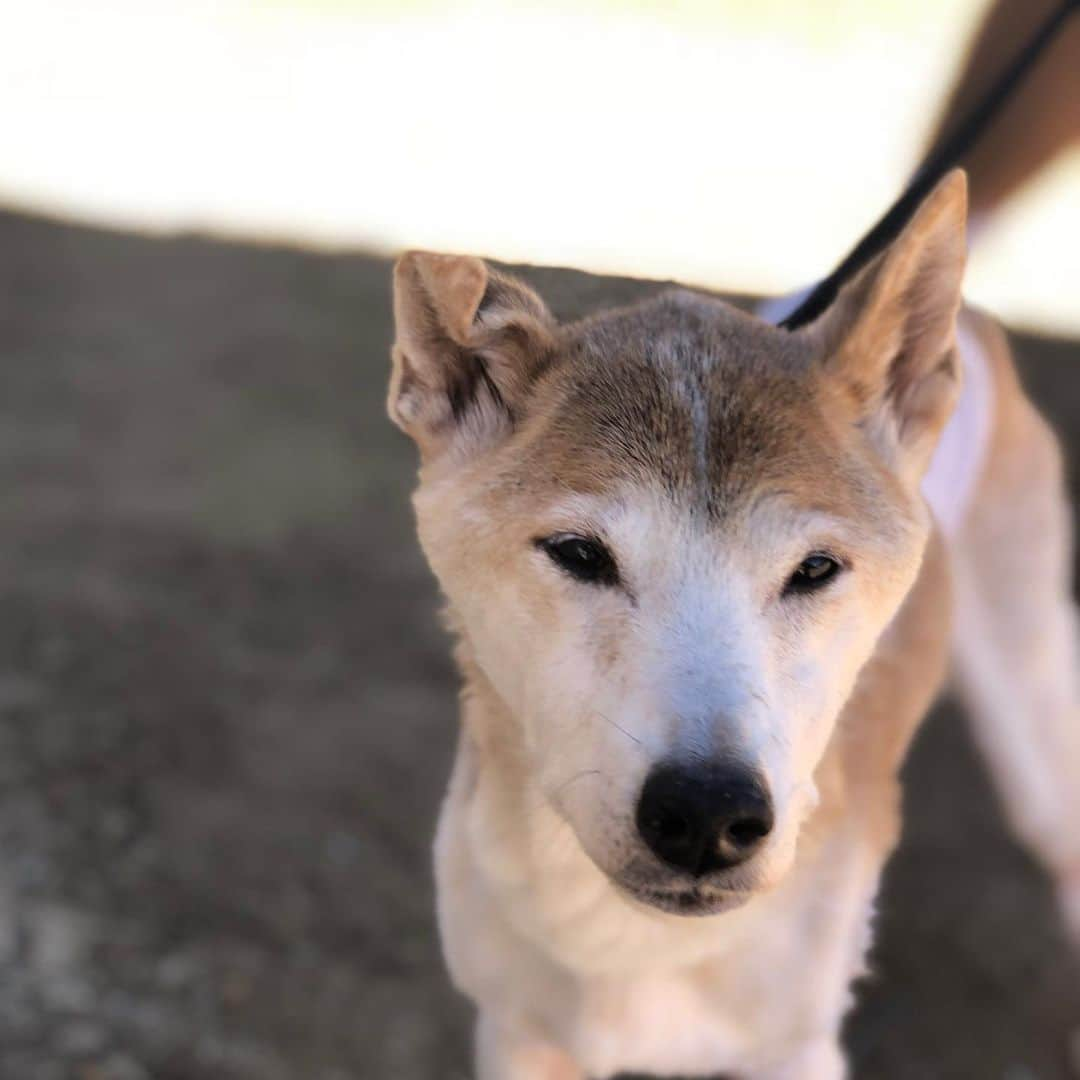 Rylaiさんのインスタグラム写真 - (RylaiInstagram)「Archer update: Archie joined us today as he is still healing from his recent intestinal tumor removal.  Of course, as is typical for Archie, he had to check out the grading work done by the boys yesterday! Well, thank god he approved!!!!@ocean_lovr . Archer is a New Guinea Singing dog rescued by Amy and Dave. They adopted him at the age of 10.... he is now 13 going on 14.  Archer is absolutely stunning with his beautiful tan coat and angulated Singer face!  His favorite things are sleeping on the bed in the sunlight during the day, sleeping on the bed under the covers during the night, yelling at the boys, peeing on all surfaces, letting out a very bizarre scream that scares everyone to death, and chicken from his favorite restaurant (that turned us down for a donation for our Grand Opening, so we don’t give them free PR anymore - and the boys and Archie are devastated at being rejected.... . We absolutely adore this very special dog.... there aren’t many like him out there. His sister lived her life at the San Diego zoo @sandiegozoo and had a few conservation litters... one of which was the boy’s father, Huli.... . The Singing dog community is such a small group of those that love and appreciate these primitive and rare dogs. At the #jabcecc we are concerned about losing these precious living fossils and work to educate people about why they are so darn special.  We haven’t met a person who has met one that hasn’t fallen in love with them!! . Please send your healing love to Archie, so he may continue to heal!! . #ngsd #newguineasingingdog #singers #archer #archie #primitivedog #livingfossil #dingo #education #interaction #jabcecc #sandiegogram #sandiego #socal #dogs #dogsofig #dogsofinstagram #dog #doggo #lovedogs #animalloverrs #animalco」7月1日 10時15分 - jabcecc