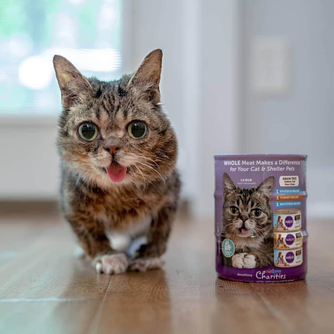 Lil BUBさんのインスタグラム写真 - (Lil BUBInstagram)「BUB stands proudly beside her very own @halopets variety pack that'll in be in stores real soon. It is a partnership with @petsmartcharities and will go a long way in helping pets needing homes. Way to go BUB. #goodjobbub #lilbub」7月1日 10時15分 - iamlilbub
