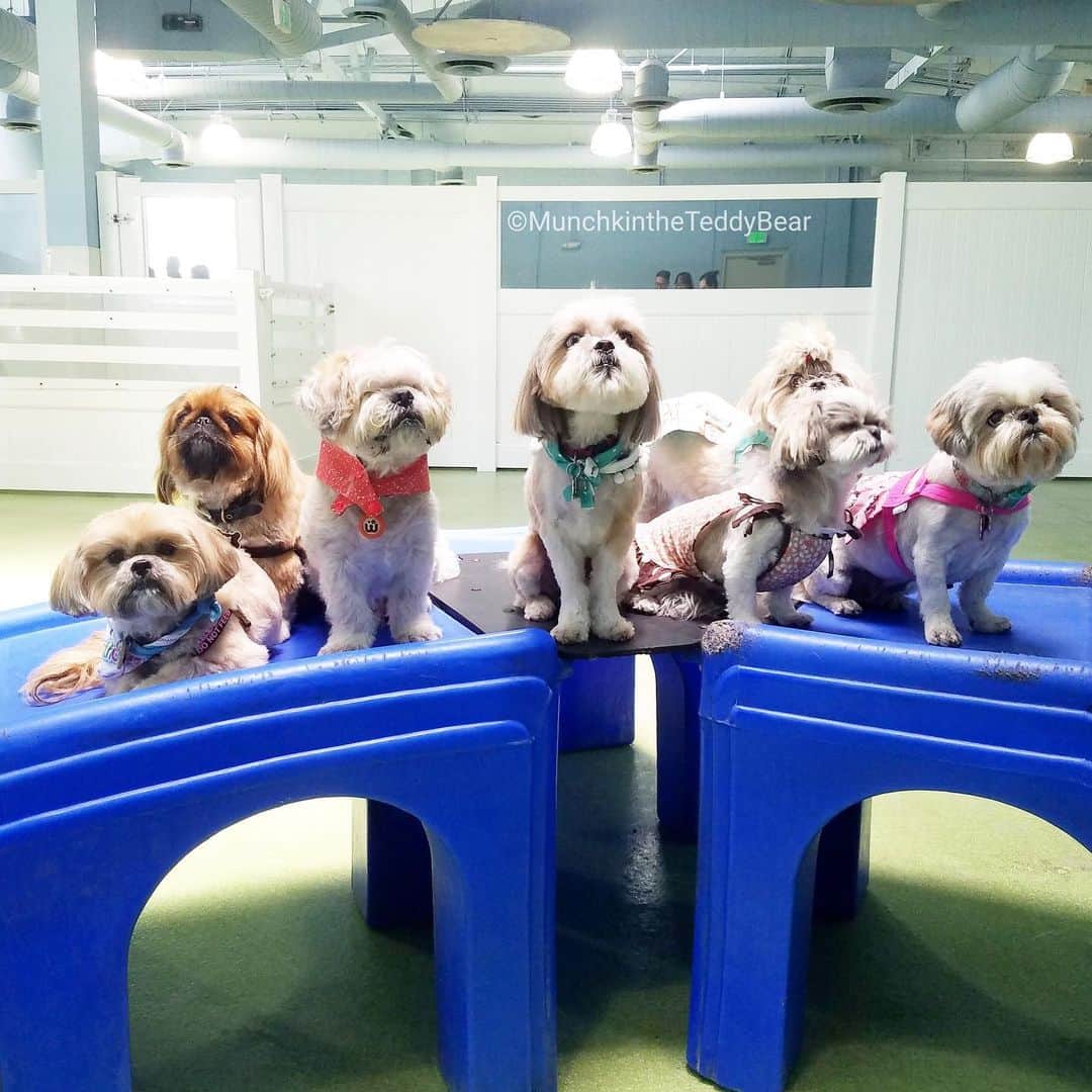 Original Teddy Bear Dogさんのインスタグラム写真 - (Original Teddy Bear DogInstagram)「My friend Odie had a meetup today, which was perfect that it was on my birthday so I could hang out with a bunch of friends! (1/2) 🐶❤️🐶❤️#NakeyMunchkin」7月1日 10時25分 - munchkintheteddybear