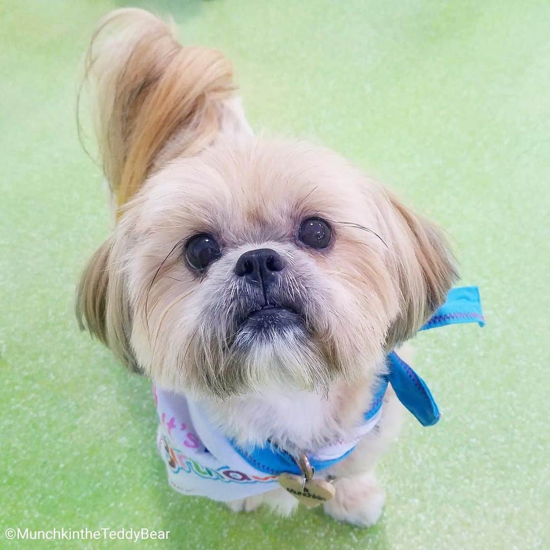 Original Teddy Bear Dogさんのインスタグラム写真 - (Original Teddy Bear DogInstagram)「My friend Odie had a meetup today, which was perfect that it was on my birthday so I could hang out with a bunch of friends! (1/2) 🐶❤️🐶❤️#NakeyMunchkin」7月1日 10時25分 - munchkintheteddybear