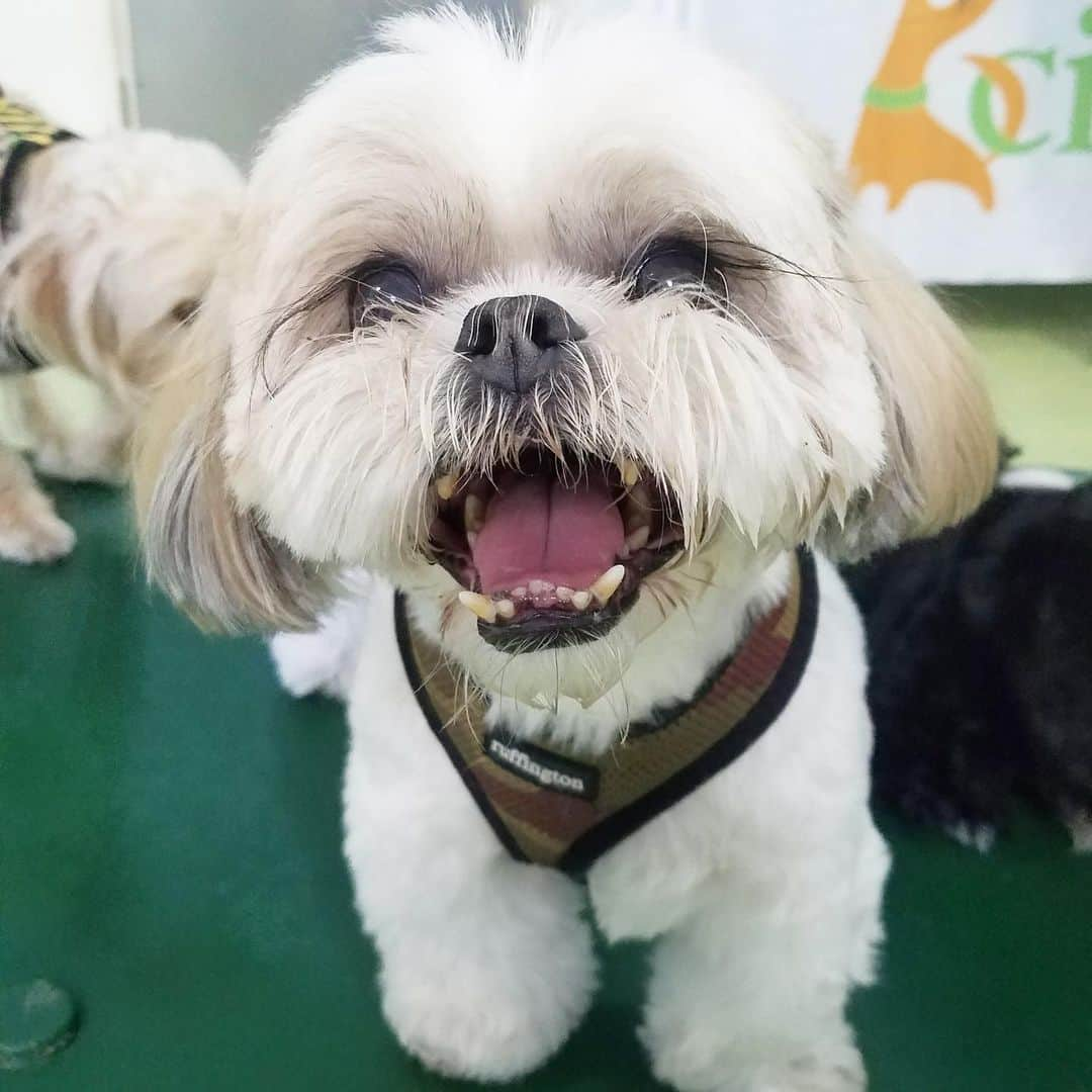 Original Teddy Bear Dogさんのインスタグラム写真 - (Original Teddy Bear DogInstagram)「My friend Odie had a meetup today, which was perfect that it was on my birthday so I could hang out with a bunch of friends! (1/2) 🐶❤️🐶❤️#NakeyMunchkin」7月1日 10時25分 - munchkintheteddybear