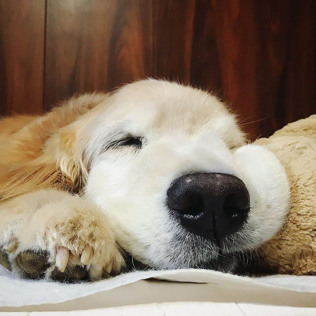 kei515yuさんのインスタグラム写真 - (kei515yuInstagram)「おやすみなさい。 明日も良い日でありますように。 Have a good dream 🌃✨ #dogsofinstagram #ゴールデンレトリバー #ilovegolden_retrievers #retrieversgram #petscorner #insta_animal #dog_ofinstagram #insta_dogs #gloriousgoldens #retriever #goldenretriever #犬バカ部 #igdog #gryuuko #topdogphoto #repost_ezyjp #retrieveroftheday #dogscorner #weeklyfluff #thedailygolden #dog_features #excellent_dogs #pecoいぬ部 #お口ぷっくりクラブ」7月1日 21時43分 - kei515yu