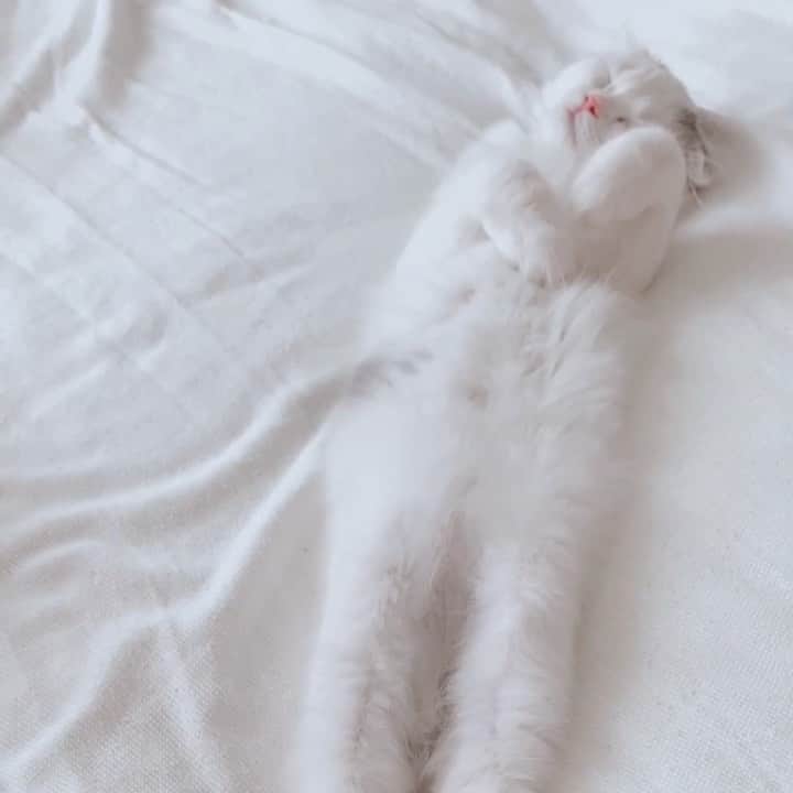 のんたのインスタグラム：「おててばってんこ♡ 今日はずーっと寝ていたぱんちゃんでした！ ・ #scottishfold #catstagram_japan #catsofinstagram #cats_of_instagram#catoftheday #purr #ilovemycat #bestmeow #catlover #cutecat #kittensofinstagram #cute #スコティッシュフォールド#スコティッシュフォールド子猫」