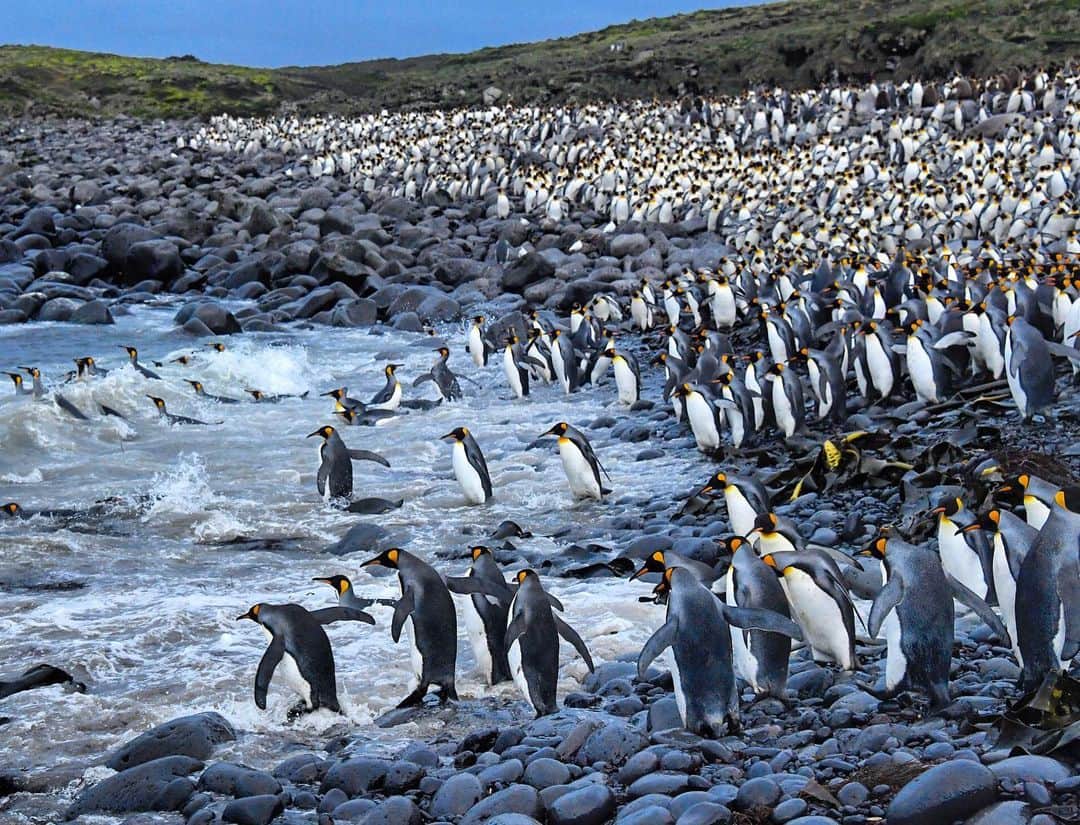 Thomas Peschakさんのインスタグラム写真 - (Thomas PeschakInstagram)「Mornings on Marion Island were some of my favorite times, especially photographing the continuous conveyer belt of king penguins that enter the icy cold Southern Ocean at Kildalkey Bay. From here they swim around 200 miles south to the Antarctic polar front to hunt lantern fish at depths of up to a 1000 feet. As our planet warms this productive polar front is moving south, further and further away from the sub-Antarctic islands where king penguins nest. On the Crozet islands to the east of Marion 90% of king penguins have already vanished. Shot on assignment for @NatGeo in collaboration with @environmentza and @ottowhitehead #southernocean #polar #climatechange #globalwarming #penguin #penguins #marionisland」7月1日 20時17分 - thomaspeschak