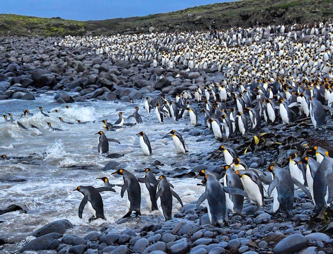 Thomas Peschakのインスタグラム：「Mornings on Marion Island were some of my favorite times, especially photographing the continuous conveyer belt of king penguins that enter the icy cold Southern Ocean at Kildalkey Bay. From here they swim around 200 miles south to the Antarctic polar front to hunt lantern fish at depths of up to a 1000 feet. As our planet warms this productive polar front is moving south, further and further away from the sub-Antarctic islands where king penguins nest. On the Crozet islands to the east of Marion 90% of king penguins have already vanished. Shot on assignment for @NatGeo in collaboration with @environmentza and @ottowhitehead #southernocean #polar #climatechange #globalwarming #penguin #penguins #marionisland」