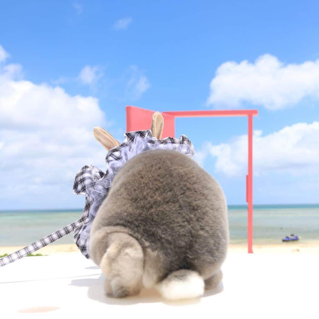 Kayoのインスタグラム：「7月しょっぱなのおちり💭 ・ ・ ❁︎おかんの独り言❁︎ 2019年半分終了。 春からさみしいお別れが続いてつくづく思う。 会いたい時は会お。 今日できることは今日しよ。 連絡もお返事も早めにしよ。 そしてさーくは今日も食欲&好奇心旺盛だ」