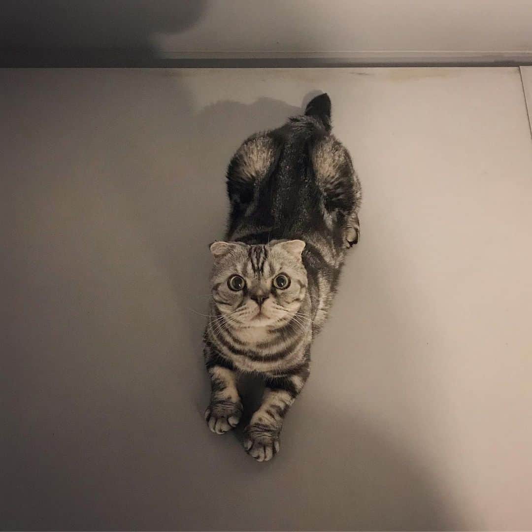 Shishi-maruのインスタグラム：「🐱Behind me. 🐱振り向けば猫がいる ーーーーーーーーーーーーー 🌺「渋ネコ ししまるさん」ねこのきもちWEB MAGAZINE にてエッセイの連載中 ーーーーーーーーーーー 📕「ぷっちねこ。」「3匹のちいさな猫を召喚できたなら」「ちいさな猫を召喚できたなら」徳間書店より単行本発売中 ーーーーーーーーーーー ⭐︎ねこ漫画を描いています→@tacos_cat 🐱公式→@chiisanacat 🌺Twitter →@taco_emonemon ーーーーーーーーーーー」