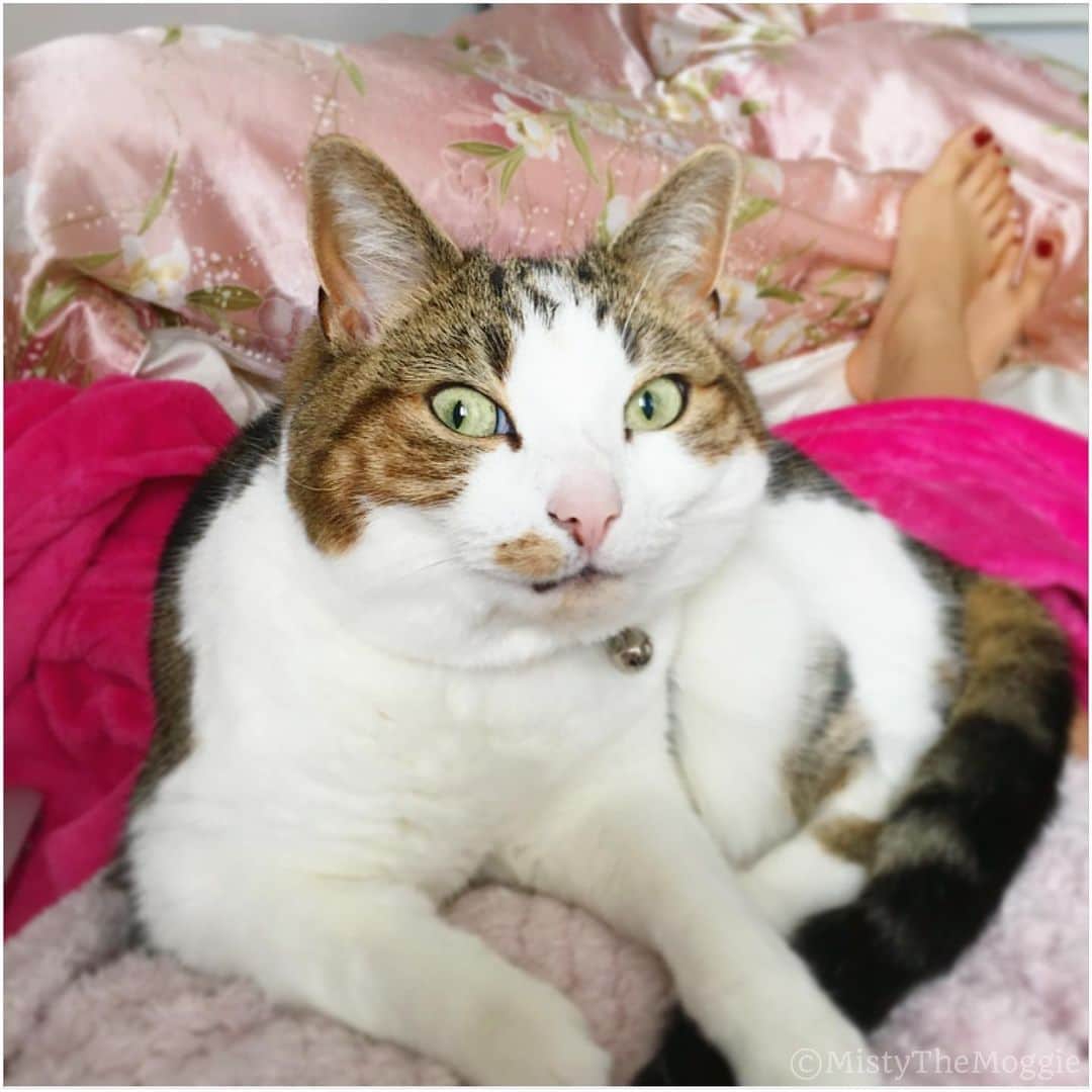 Misty The Moggieさんのインスタグラム写真 - (Misty The MoggieInstagram)「Super derp face for some #mondaymotivation Swipe to see her smize 😼👉🏻」7月1日 21時00分 - mistythemoggie